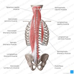 Muscles back deep anatomy neck splenius posterior system abdominal wall capitus intrinsic insertion origin autochthonous nuchal